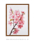 Quadro decorativo Cherry blossom na internet