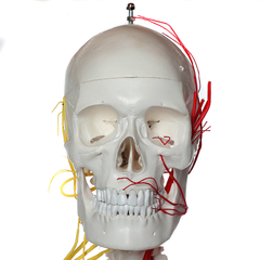 ESQUELETO HUMANO PADRÃO 1,70 CM NEUROVASCULAR E HASTE C SUPORTE E RODAS ES20 - loja online