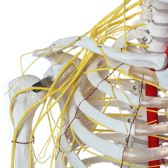 Imagem do ESQUELETO HUMANO PADRÃO 1,70 CM NEUROVASCULAR E HASTE C SUPORTE E RODAS ES20