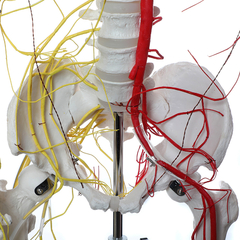 ESQUELETO HUMANO PADRÃO 1,70 CM NEUROVASCULAR E HASTE C SUPORTE E RODAS ES20