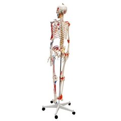 Esqueleto Humano Padrão de 1.70 cm C/ Articulações, Inserções Musculares e Haste C/ Suporte e Rodas SD-5001 - comprar online