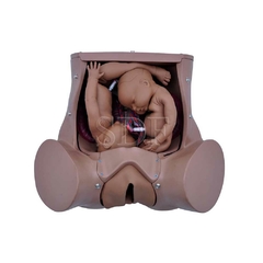 Simulador de Parto Gemelar com Placenta e Cordão Umbilical SD-4010 - comprar online