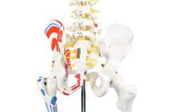 ESQUELETO HUMANO PADRÃO 1,70 CM C ORIGENS E INSERÇÕES MUSCULARES E HASTE C SUPORTE E RODAS SD5001B - Mix Anatomy - Simuladores e Modelos Anatômicos