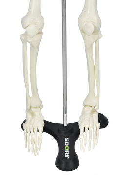 Esqueleto Humano 85 cm de Altura C/ Suporte SD-5002 - Mix Anatomy - Simuladores e Modelos Anatômicos