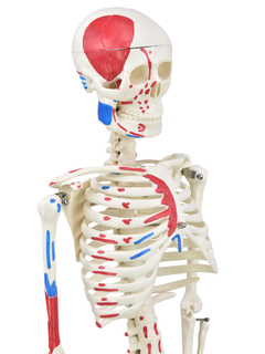 Esqueleto Humano 85 cm de Altura c/, Origens e Inserções Musculares e Haste c/ Suporte SD-5002/C - Mix Anatomy - Simuladores e Modelos Anatômicos