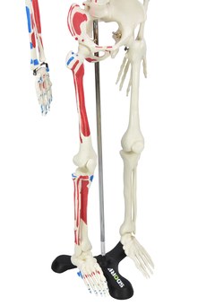 Esqueleto Humano 85 cm de Altura c/, Origens e Inserções Musculares e Haste c/ Suporte SD-5002/C - loja online