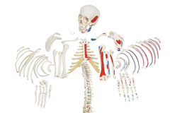 Esqueleto Humano Desarticulado c/ Origens e Inserções Musculares SD-5003/B - comprar online