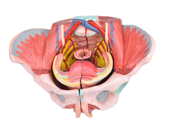 Esqueleto Pélvico Feminino c/ Sistema Reprodutivo em 4 Partes SD-5005/B