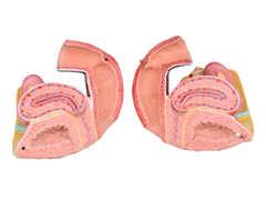 Esqueleto Pélvico Feminino c/ Sistema Reprodutivo em 4 Partes SD-5005/B - Mix Anatomy - Simuladores e Modelos Anatômicos