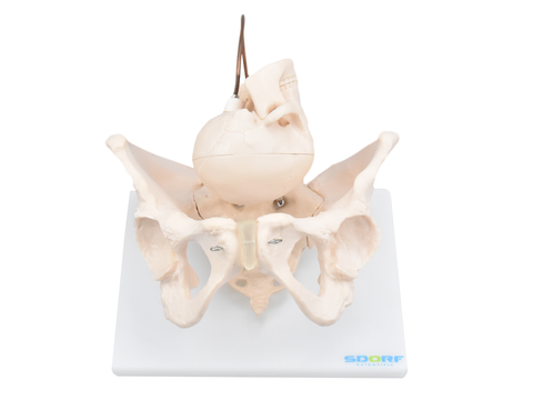 Esqueleto Humano 85 Cm De Altura C/ Suporte - SDORF - Sd-5002 - Ana Bely
