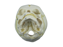 Crânio Humano Fetal SD-5006/D - Mix Anatomy - Simuladores e Modelos Anatômicos