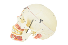 Crânio Humano Adulto c/ Mandíbula, Vasos e Nervos em 10 partes SD-5006/E na internet