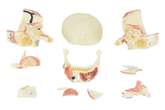 Crânio Humano Adulto c/ Mandíbula, Vasos e Nervos em 10 partes SD-5006/E