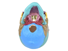 Crânio Humano Colorido c/ Mandíbula Móvel e Dentes Extraíveis em 6 Partes SD-5007 - Mix Anatomy - Simuladores e Modelos Anatômicos