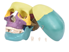 Crânio Humano Colorido c/ Mandíbula Móvel e Dentes Extraíveis em 6 Partes SD-5007 - loja online