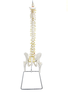 Coluna Vertebral em Tamanho Real c/ Pelve e Parte do Fêmur SD-5009 - comprar online