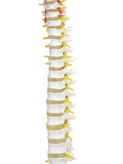 Coluna Vertebral em Tamanho Real c/ Pelve e Parte do Fêmur SD-5009 - Mix Anatomy - Simuladores e Modelos Anatômicos