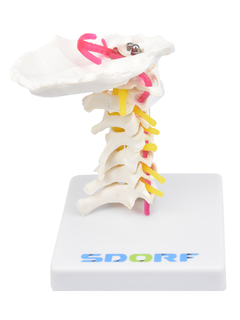 Coluna Cervical SD-5010 - Mix Anatomy - Simuladores e Modelos Anatômicos