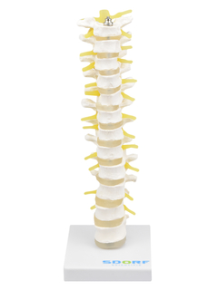 Coluna Torácica SD-5011