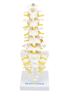 Coluna Lombar SD-5012 na internet