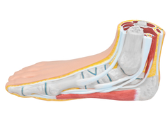 Pés (Normal – Chato – Curvo) SD-5021/C - Mix Anatomy - Simuladores e Modelos Anatômicos