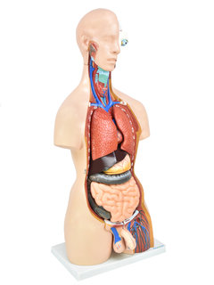 Torso Humano Bissexual C/ Abertura nas Costas de 85 cm C/ 24 Partes SD-5022 - Mix Anatomy - Simuladores e Modelos Anatômicos