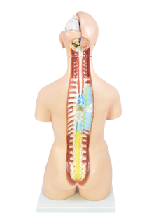 Torso Humano Bissexual C/ Abertura nas Costas de 85 cm C/ 24 Partes SD-5022 - comprar online