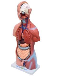 Torso Humano Bissexual c/ Abertura nas Costas de 45 cm c/ 23 Partes SD-5022/B - comprar online