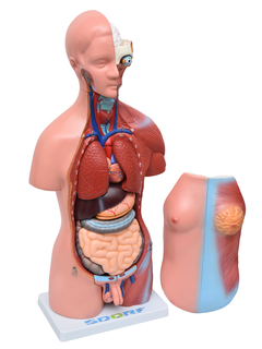 Torso Humano Bissexual c/ Abertura nas Costas de 45 cm c/ 23 Partes SD-5022/B na internet