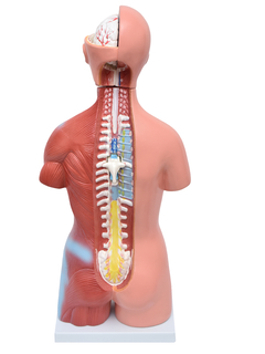 Torso Humano Bissexual c/ Abertura nas Costas de 45 cm c/ 23 Partes SD-5022/B - Mix Anatomy - Simuladores e Modelos Anatômicos