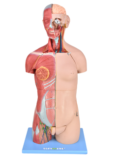 Torso Bissexual Muscular Luxo de 85cm c/ Órgãos Interno em 32 Partes SD-5022/C - comprar online