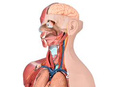 Torso Bissexual Muscular Luxo de 85cm c/ Órgãos Interno em 32 Partes SD-5022/C - Mix Anatomy - Simuladores e Modelos Anatômicos