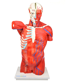 Torso Bissexual Muscular de 94cm c/ 27 Partes c/ Base de Madeira SD-5022/D