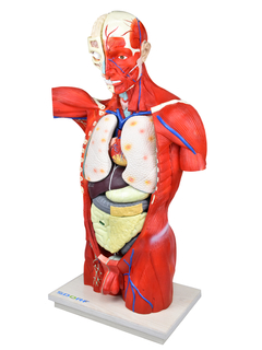 Torso Bissexual Muscular de 94cm c/ 27 Partes c/ Base de Madeira SD-5022/D - comprar online