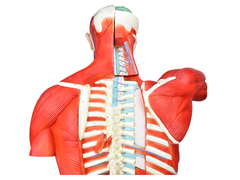 Torso Bissexual Muscular de 94cm c/ 27 Partes c/ Base de Madeira SD-5022/D - Mix Anatomy - Simuladores e Modelos Anatômicos