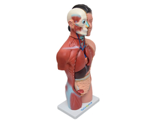 Torso Humano Feminino de 42 cm c/ 15 Partes SD-5024 - comprar online