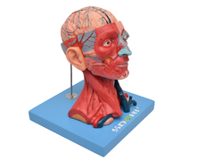 Cabeça e Pescoço Musculados em 10 Partes SD-5025 - Mix Anatomy - Simuladores e Modelos Anatômicos