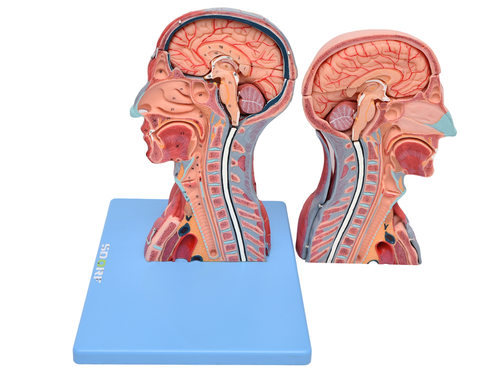 Mandíbula - Vista Posterior  Anatomy, Head and neck, Occipital