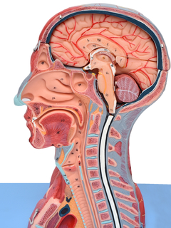 Cabeça, Pescoço c/ Parte do Tronco Musculados em Corte Sagital c/ 19 Partes SD-5025/B - loja online