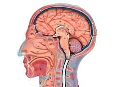 Imagem do Cabeça, Pescoço c/ Parte do Tronco Musculados em Corte Sagital c/ 19 Partes SD-5025/B