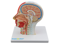 Hemi Cabeça Musculada c/ Corte Sagital SD-5025/C na internet