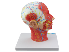 Hemi Cabeça Musculada c/ Corte Sagital SD-5025/C - Mix Anatomy - Simuladores e Modelos Anatômicos
