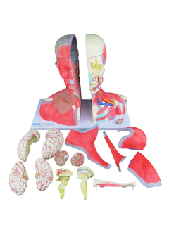 Imagem do Cabeça, Pescoço e parte do Tronco Musculados em 19 partes SD-5025/F