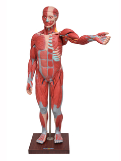 Figura Muscular de 1,70 cm c/ Órgãos Internos em 29 Partes SD-5026