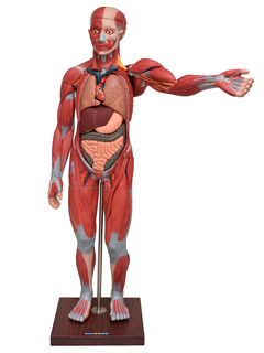 Figura Muscular de 1,70 cm c/ Órgãos Internos em 29 Partes SD-5026 - comprar online