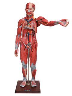 Figura Muscular de 1,70 cm c/ Órgãos Internos em 29 Partes SD-5026 - Mix Anatomy - Simuladores e Modelos Anatômicos