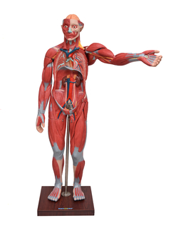 Figura Muscular de 1,70 cm c/ Órgãos Internos em 29 Partes SD-5026 - loja online