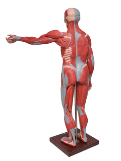 Imagem do Figura Muscular de 1,70 cm c/ Órgãos Internos em 29 Partes SD-5026