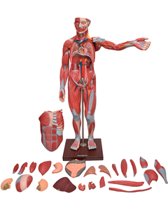 Figura Muscular de 1,70 cm c/ Órgãos Internos em 29 Partes SD-5026