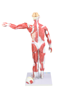 Figura Muscular Assexuada de 80cm c/ Órgãos Internos em 27 Partes SD-5026/C - Mix Anatomy - Simuladores e Modelos Anatômicos